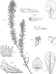 Image result for Otholobium foliosum