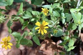 Image result for Aspilia pluriseta