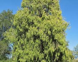 Image result for Cupressus funebris