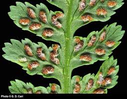 Image result for Athyrium