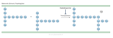 Pharmawiki Cefuroxim