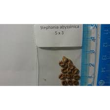 Image result for Stephania abyssinica