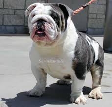 Black And White English Bulldog Puppy White And Black English Bulldog English Bulldog Puppies Bulldog Puppies Bulldog
