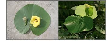 Image result for Hibiscus tiliaceus