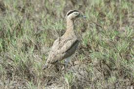 Refers to person, place, thing, quality, etc. Ù…Ù„Ù Peruvian Thick Knee Burhinus Superciliaris Jpg ÙˆÙŠÙƒÙŠØ¨ÙŠØ¯ÙŠØ§