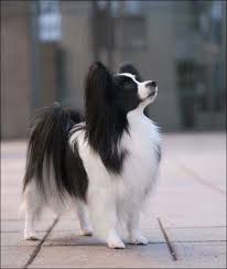 Black And White Papillon Dog Papillon I Had One Named Gizmo Gizmo Was Given Away When I Was In The Hospital Without My Permission I Tr Smartest Dog Breeds Smart Dog Dog Breeds