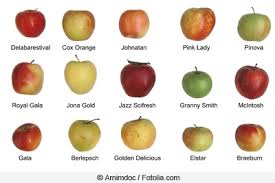 Die bezeichnungen basieren auf der reifezeit der äpfel. Apfelernte 2020 Zeitpunkt Fur 50 Apfelsorten Gartenlexikon De