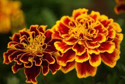 Studentenblumen (tagetes) gehören zu den korbblütlern (asteraceae) und stammen ursprünglich aus dem nördlichen mittelamerika, vorwiegend aus guatemala und mexiko.die gattung wird auf etwa 50 bis 60 arten geschätzt, von denen einige bei uns als einjährige zierpflanzen kultiviert werden. Tagetes Aussaat Und Pflege Der Studentenblume