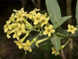 Image result for Cestrum parqui