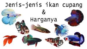 Ikan jenis ini banyak tersebar di perairan indonesia, dari berbagai daerah. Jenis Jenis Ikan Cupang Beserta Harganya By Yow Ard Youtube