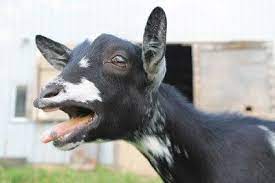 12 Fun Facts About Goats In 2021 Goats Funny Goats Funny Goat