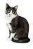 List of cat breeds - Wikipedia
