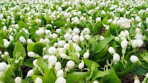 Wide range of indian made flower garlands, jasmine & pooja items at vivek flowers the famous florist & pooja supplies store in the usa. Jasmine Bride S Favourite Businessman S Too Jasmine Jasmine Cultivation Jasmine Flower Farming