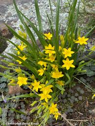 Image result for Hypoxis nyasica