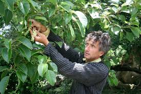 Image result for Phytolacca dioica