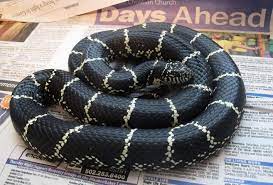 Eastern Chain Kingsnake Reptile Enclosure Watercolor Bird Snake