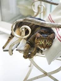 i love this chair cat feline fancy cats gorgeous cats