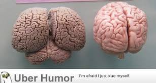 Dolphin Brain Vs Human Brain Medical Brain Science Nature A Science Nature