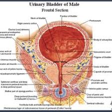 Download jurnal urinaria for free. Pdf Anatomi Dan Fisiologi