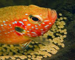 Being in this situation for the first time can make you nervous but no worries. Breeding The Jewel Fish Ruby Cichlid