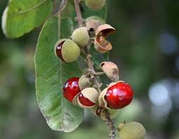 Image result for Pappea capensis