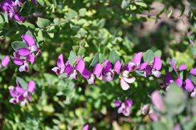 Image result for Polygala xanthina