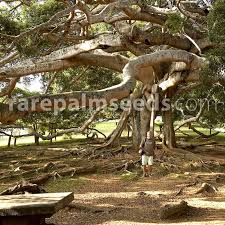 All parts of the trees/shrub are poisonous but not fatal unless a large amount is eaten. Ficus Benjamina Weeping Fig Buy Seeds At Rarepalmseeds Com