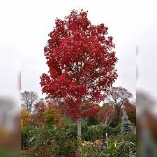 Japanese maple trees can provide a striking focal point, be the perfect plant to set off a large container, or grow into an impressive bonsai specimen. Red Maple Tree October Glory B B 2 Caliper Alsip Home Nursery