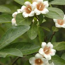 Image result for Rothmannia globosa