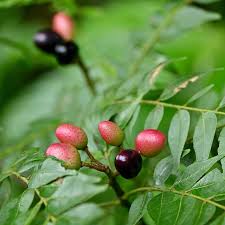 Murraya koenigii: Fragrant plants: Diabetes Insipidus | Treatment best Option | Best Homeopathic Doctor in Pakistan | Dr Qaisar Ahmed MD, DHMS
