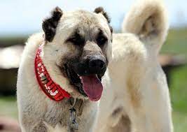 kangal kopegi hakkinda bilmeniz gereken her sey