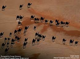It's a test to see who can develop alzheimer's. This Photo Was Taken From A Birds Eye View The White Lines Are Camels The Black Bits Are Their Shadows Cool Pictures Cool Photos Camels