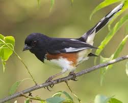Birds Of North Alabama Eastern Towhee National Audubon Society Birds Backyard Birds Bird Photo Backyard Birds Watching