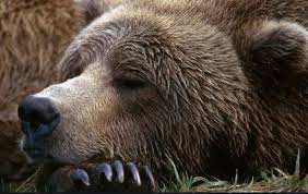 Grizzly bears typically hibernate between five to seven months. Why Do Bears Hibernate In Winter But Not In The Summer Quora