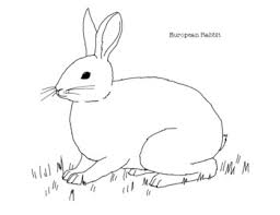 The animals are listed in alphabetical order. European Rabbit Coloring Page By Mama Draw It Teachers Pay Teachers