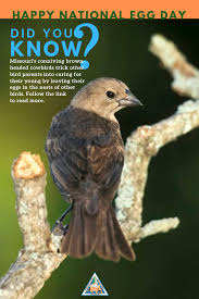 Brown Bird With Red Patch On Back Of Head Brown Headed Cowbirds Are Just One Example Of The Smart Animals Out In Nature And They Can Even Be Found Right In Your Back Missouri Birds Missouri Ornithology