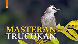 Download the apk installer of kicau burung trucukan garuda 4.1. Masteran Suara Burung Trucukan Jantan Gacor Youtube