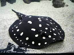 Like it and pin it. Berbagai Macam Jenis Ikan Pari Air Tawar Stingray Beserta Harganya Ikanesia Id