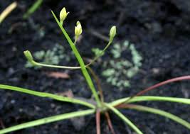 Image result for Hypoxis angustifolia