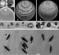 Image result for Diospyros crassiflora