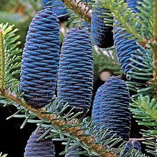 The wispy foliage is the most vertical of all our junipers. Skyrocket Juniper Direct Gardening