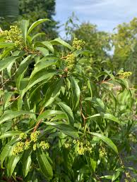 Image result for Heteropyxis natalensis