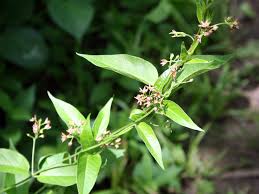 Image result for Vincetoxicum