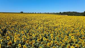 Kantongan plastik kresek asoy asoi warna cap bunga matahari: 70 Video Klip Hd 4k Sunflower Bunga Matahari Gratis Pixabay
