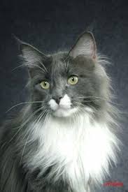 Black And White Maine Coon Cats For Sale Pin On Norwegian Forest