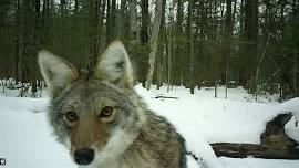 Wild Neighbors: Wolves and Coyotes of the Bayfield Peninsula