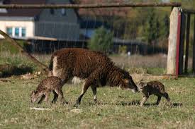 Check spelling or type a new query. Nachwuchs Aus Der Steinzeit Ruhlsdorf 700