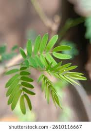 Image result for Fabaceae subfamily Mimosoideae