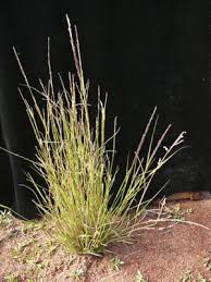 Image result for Eragrostis schweinfurthii