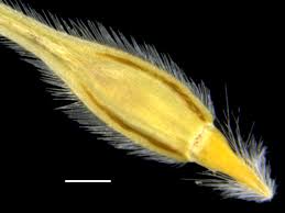 Image result for Elionurus tripsacoides